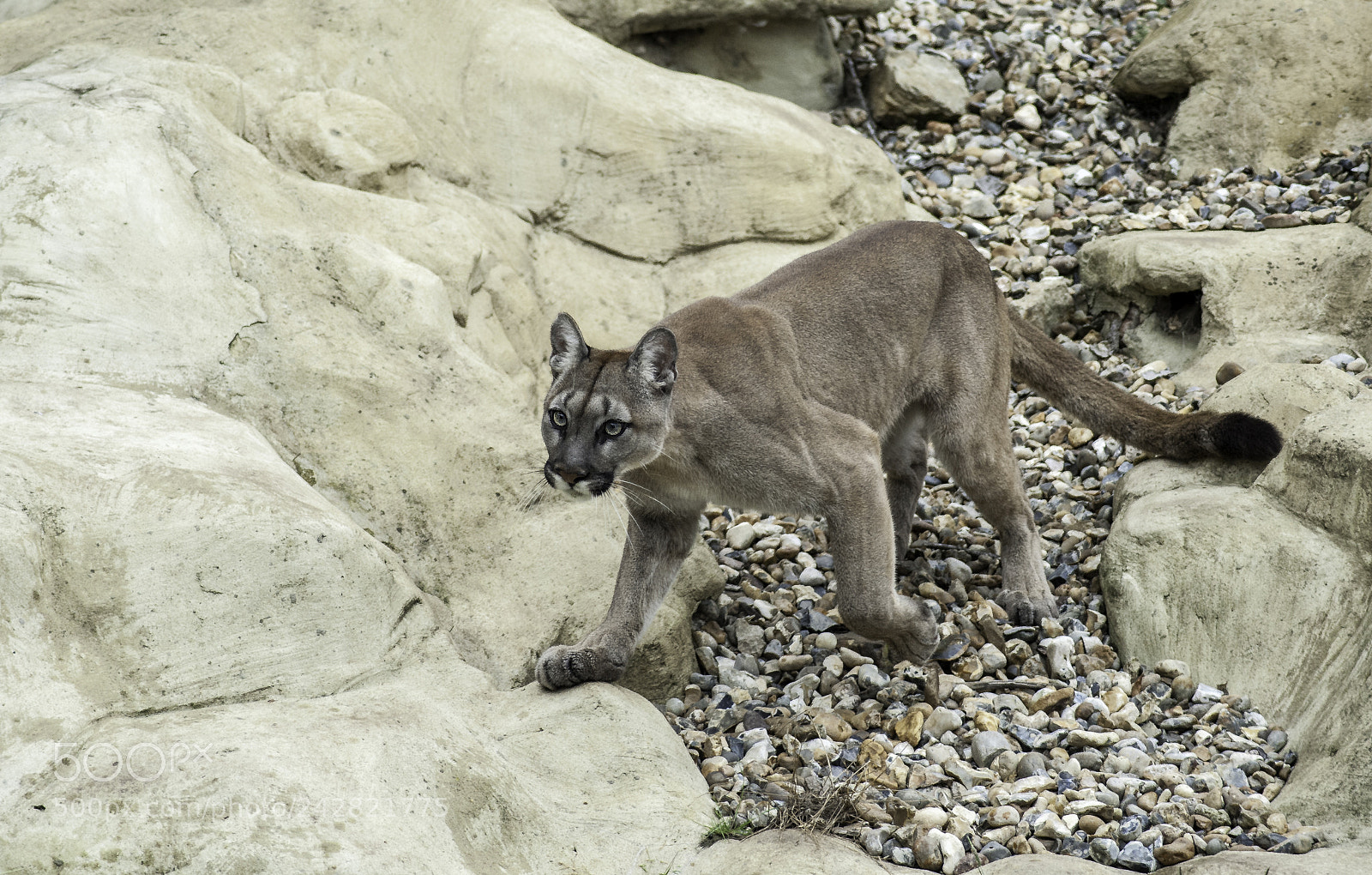 Nikon D700 sample photo. Puma series photography