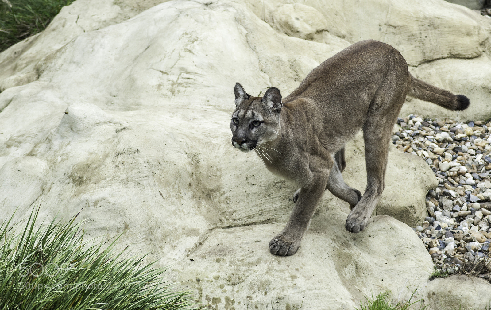 Nikon D700 sample photo. Puma series photography