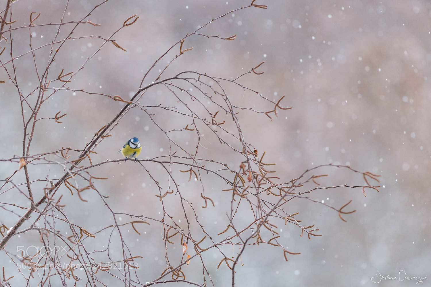 Nikon D610 sample photo. Bleue neige photography