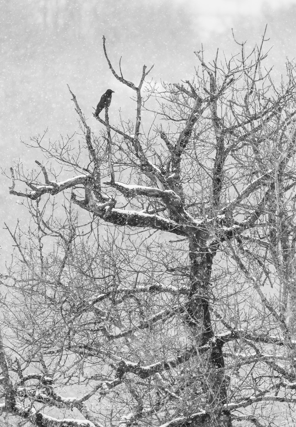 Nikon D610 sample photo. The crow photography
