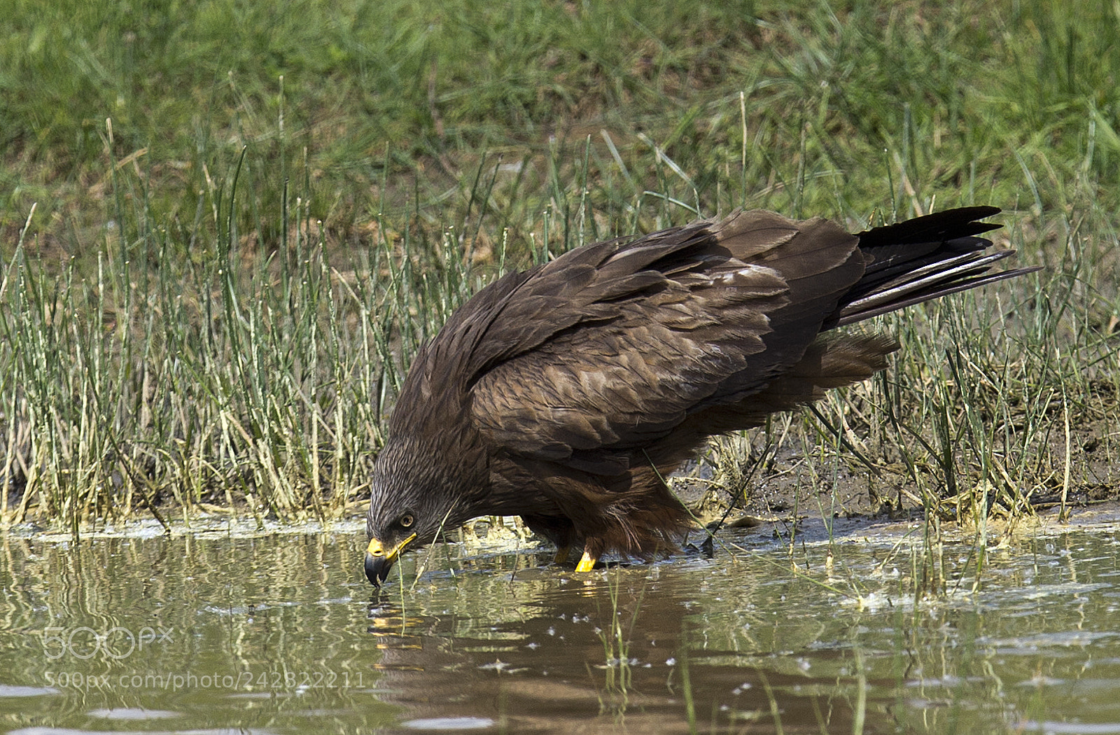 Canon EOS-1D X sample photo. Black kite photography