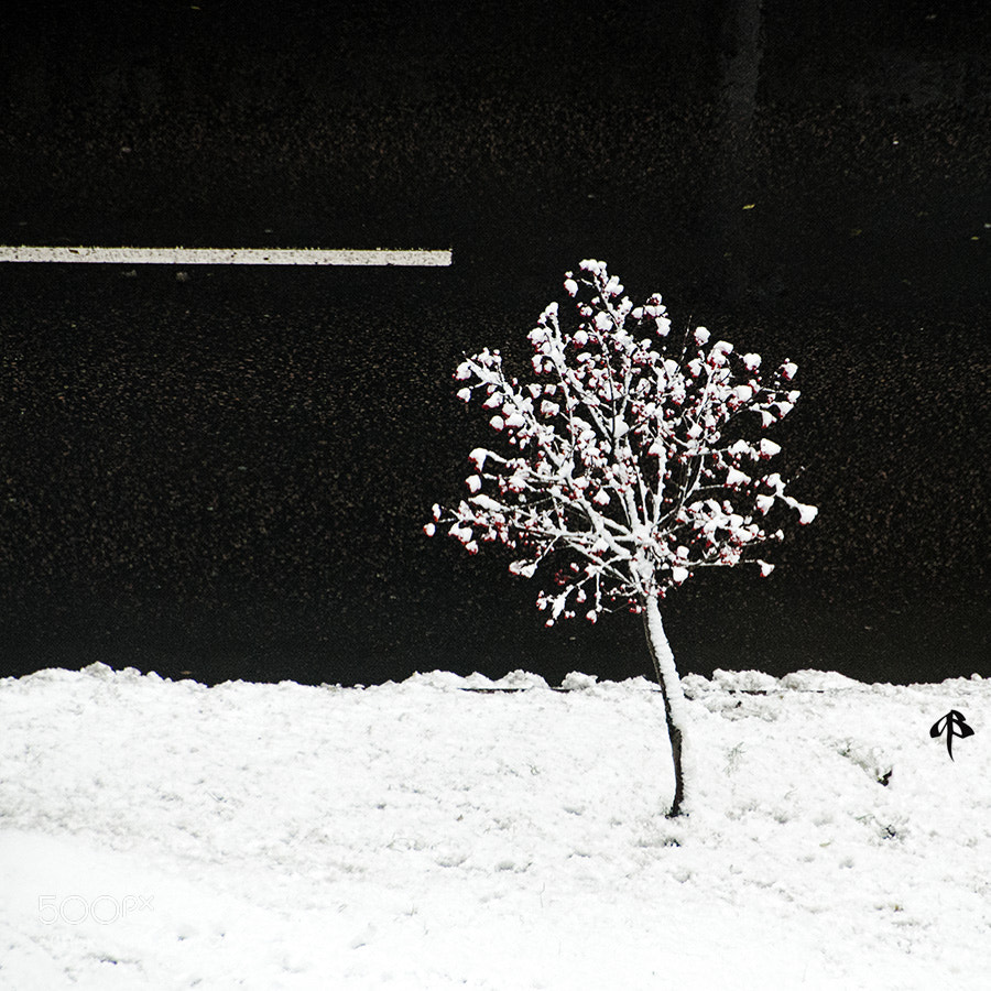 Canon EOS 20D sample photo. Winter sketch photography