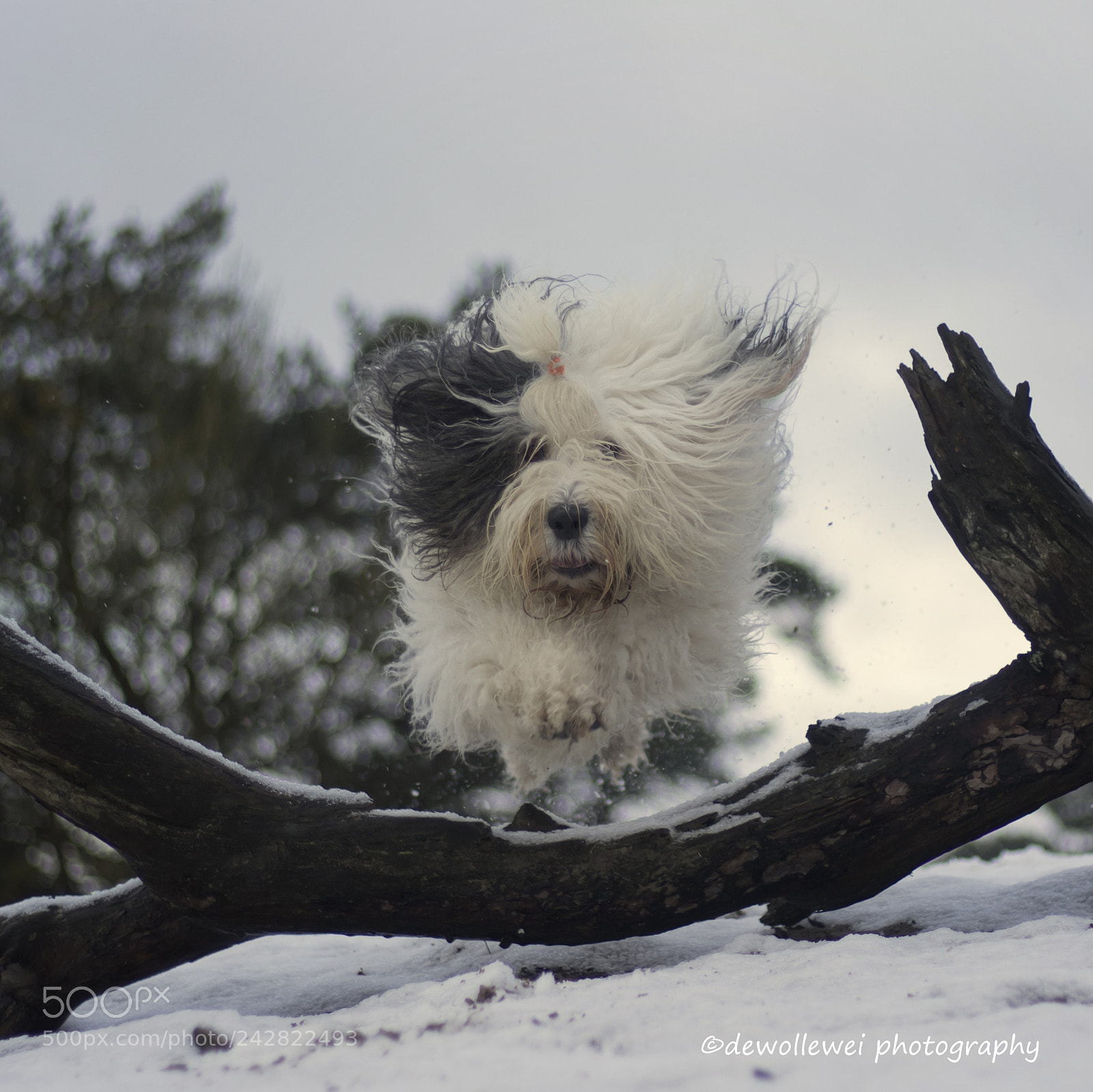 Canon EOS 7D Mark II sample photo. Ascarlett's winter jump photography