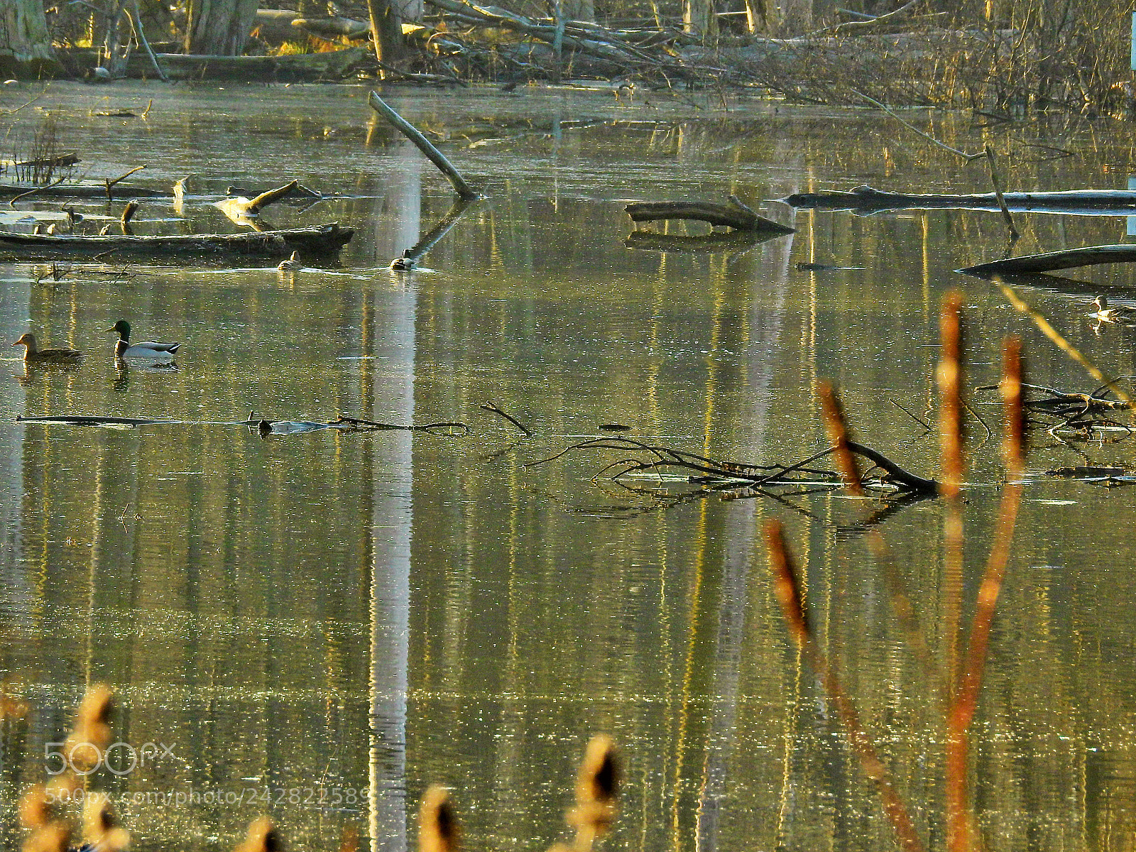 Nikon Coolpix P900 sample photo. Leaving the scene photography