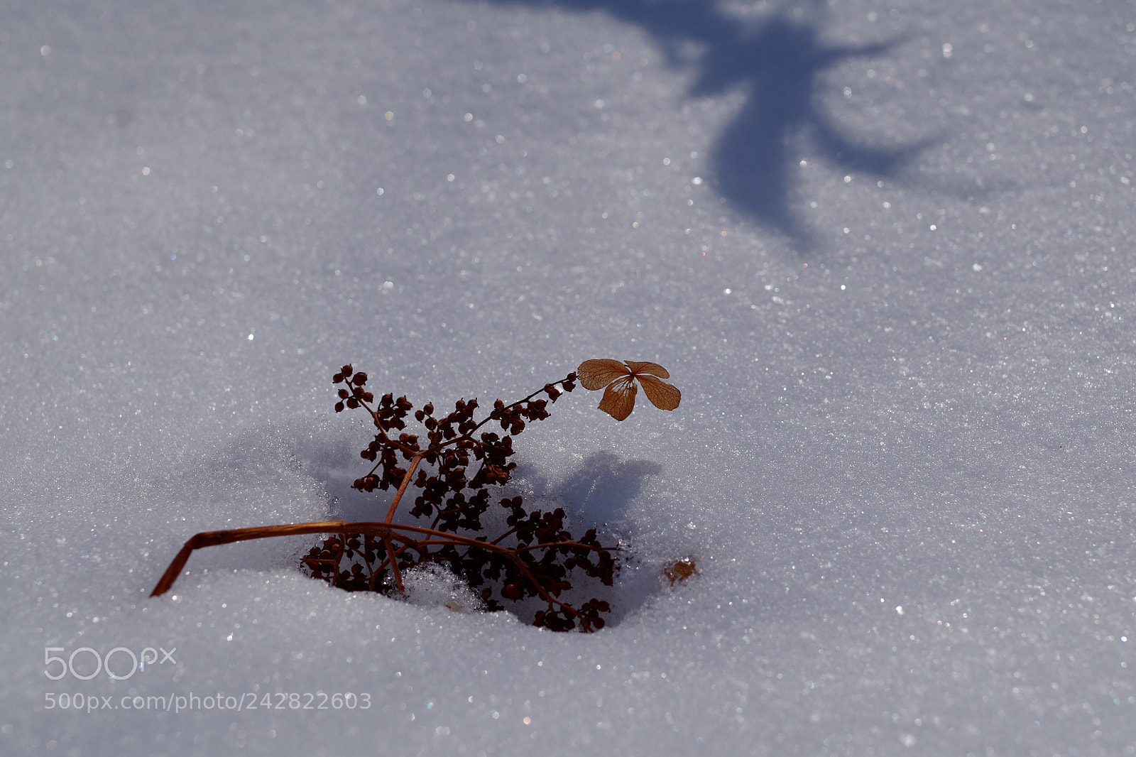 Pentax K-30 sample photo. Dried flower in the photography