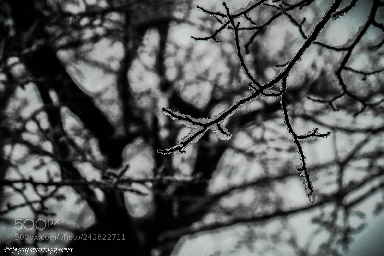 Nikon D3400 sample photo. Frozen tree branch photography