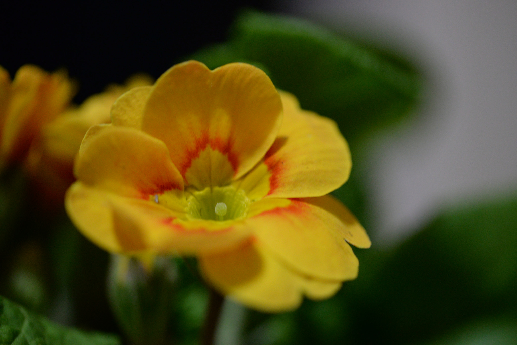 Sigma 105mm F2.8 EX DG OS HSM sample photo