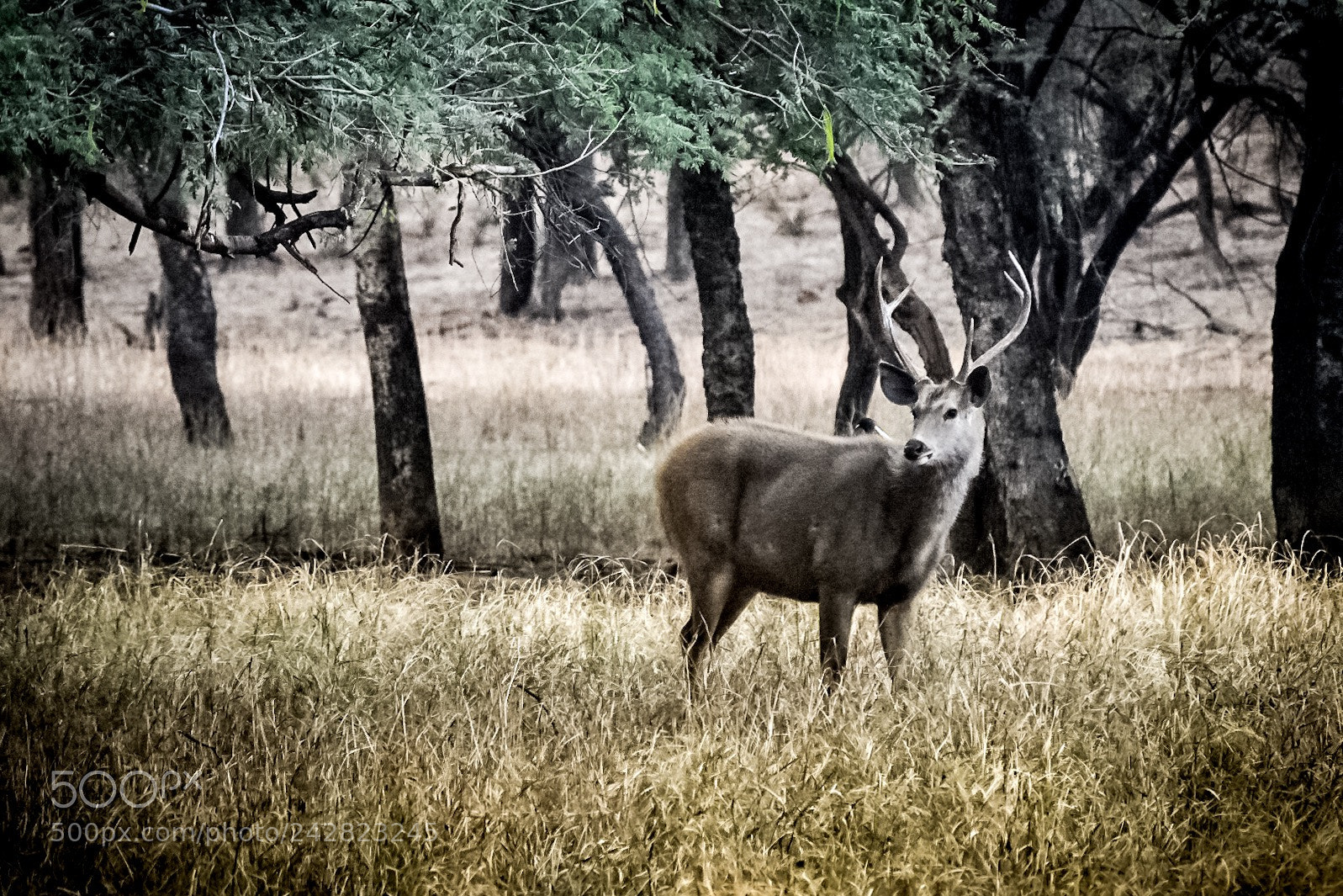 Nikon D5500 sample photo. Alert photography