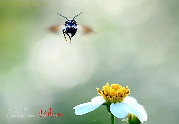 Samsung NX30 sample photo. Bye bye photography