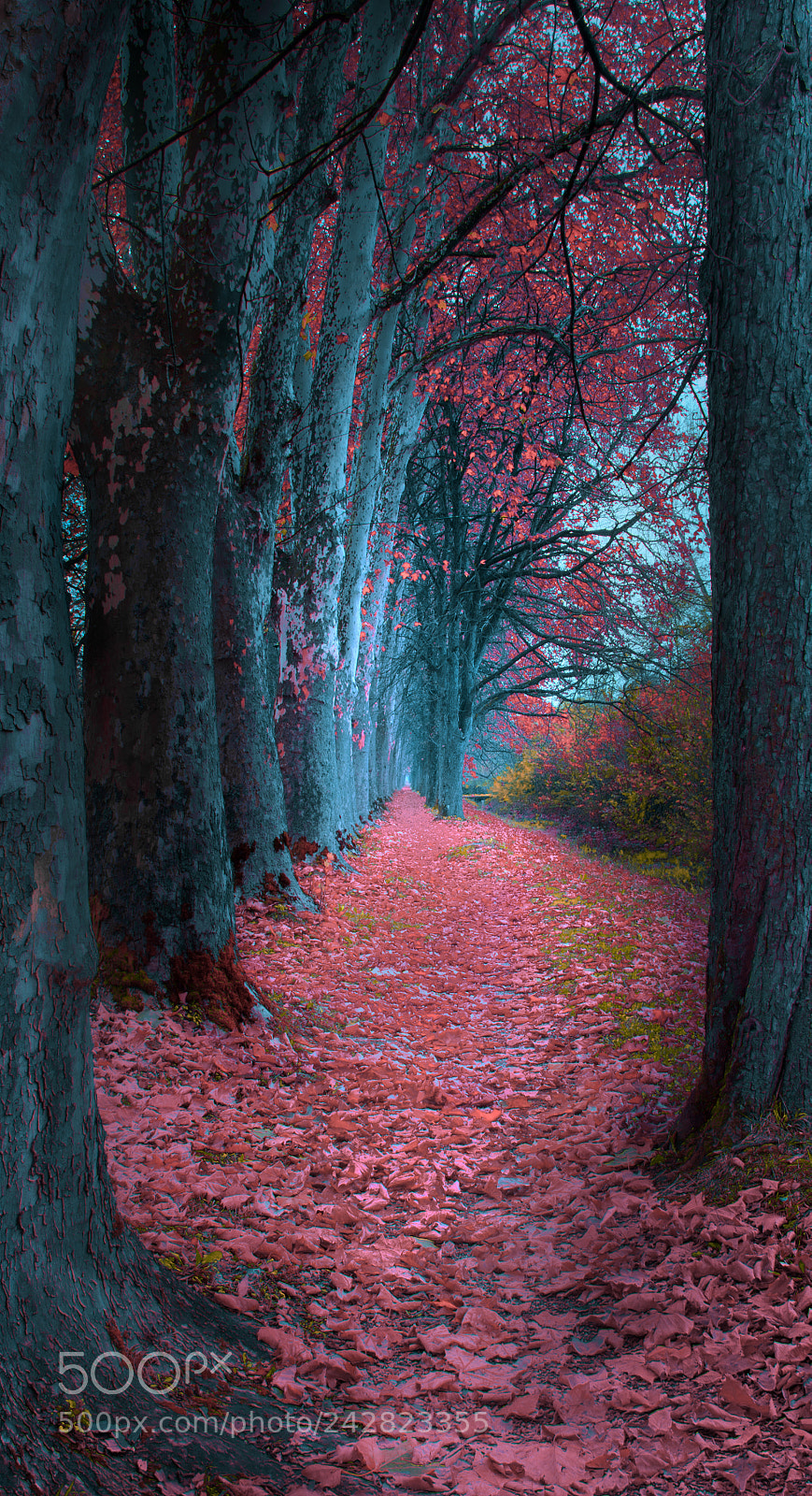 Nikon D610 sample photo. Path photography