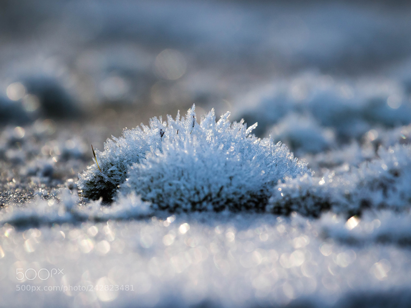 Canon EOS 700D (EOS Rebel T5i / EOS Kiss X7i) sample photo. Winter frost photography