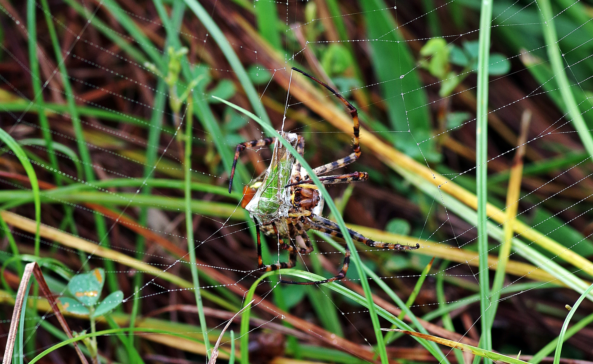 Pentax K-S2 + Pentax smc D-FA 100mm F2.8 Macro WR sample photo. Nature law,strongest wins. photography