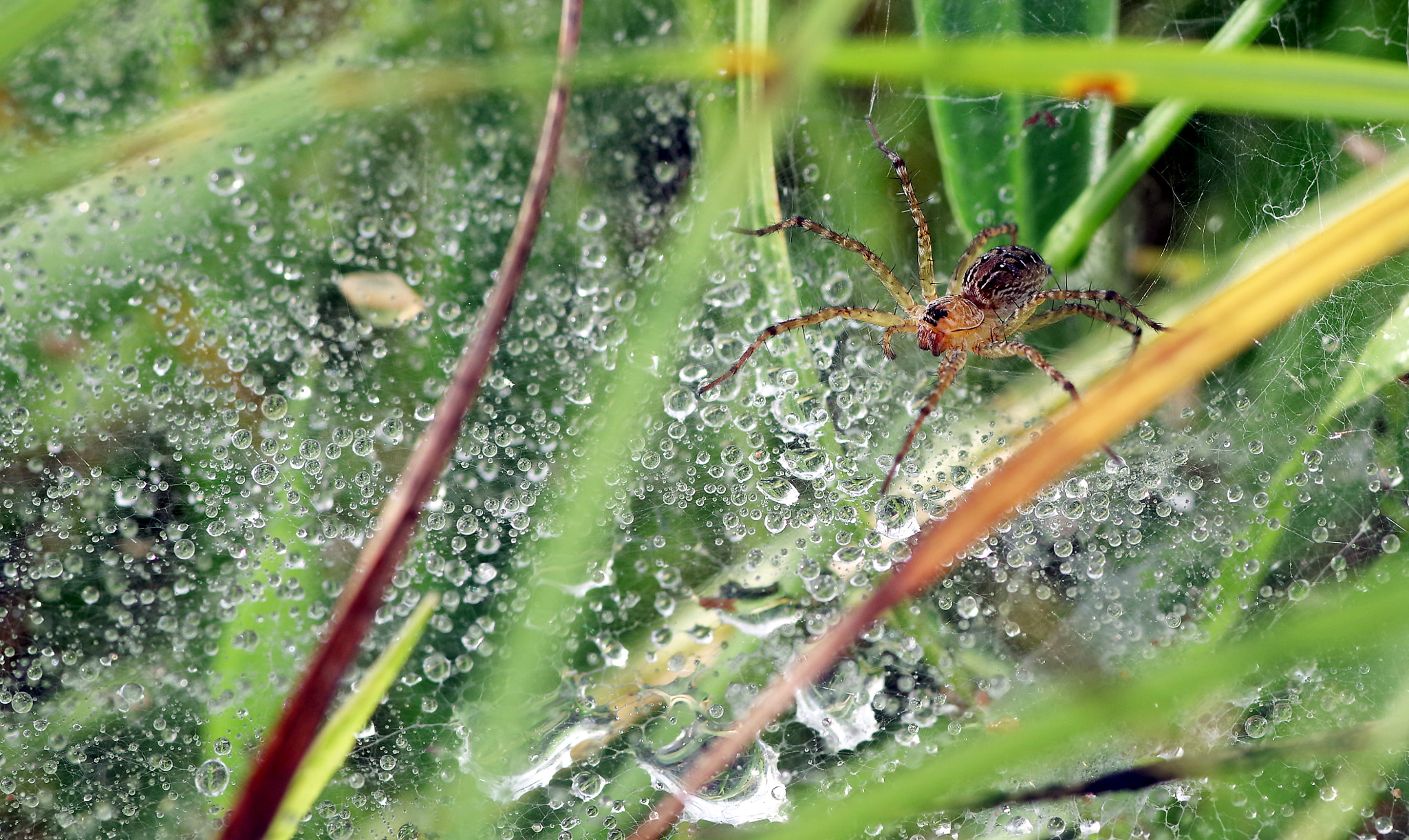 Pentax K-S2 + Pentax smc D-FA 100mm F2.8 Macro WR sample photo. Agelenopsis (grass spiders) photography