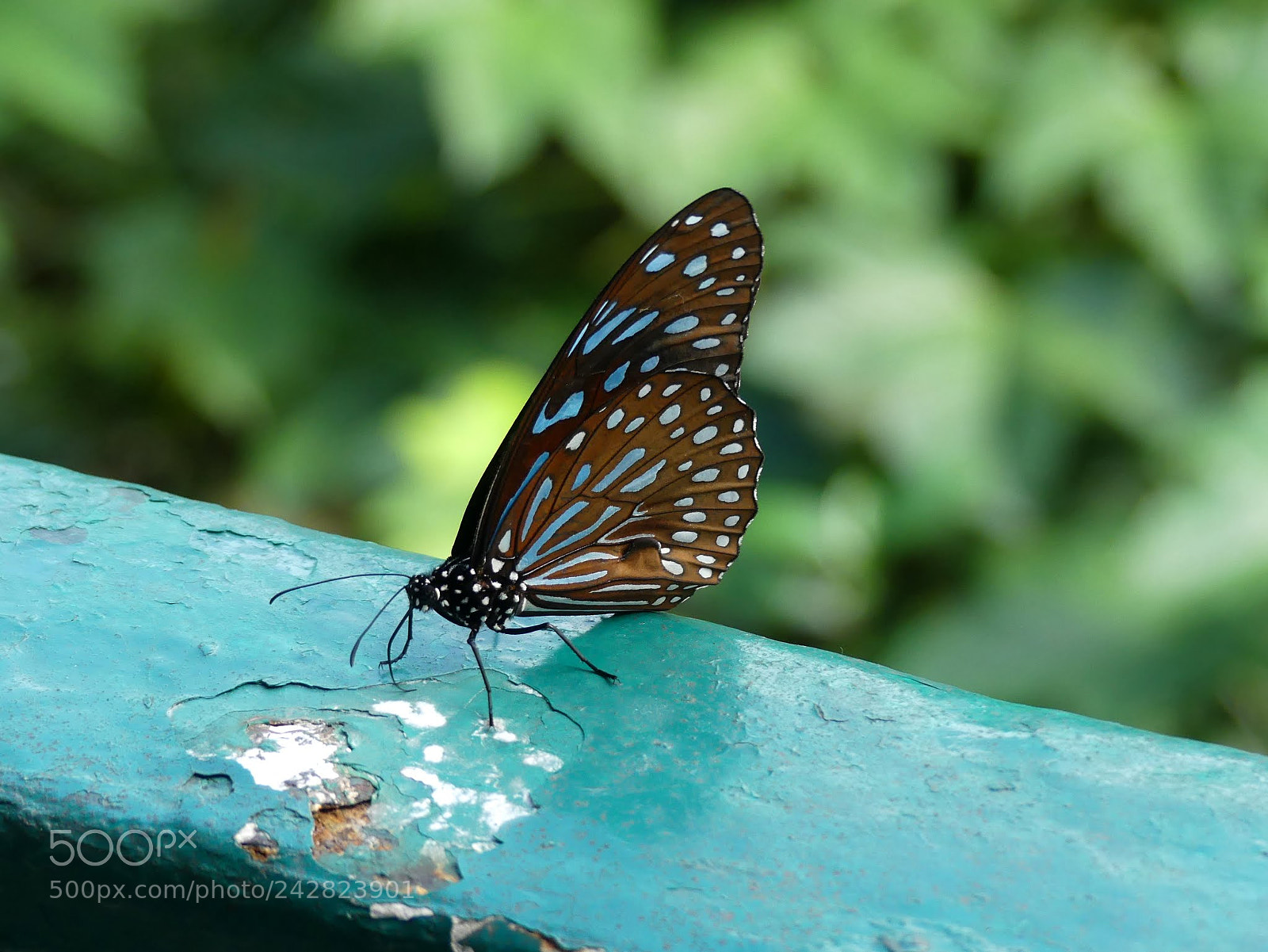 Panasonic Lumix DMC-FZ300 sample photo. Untitled photography