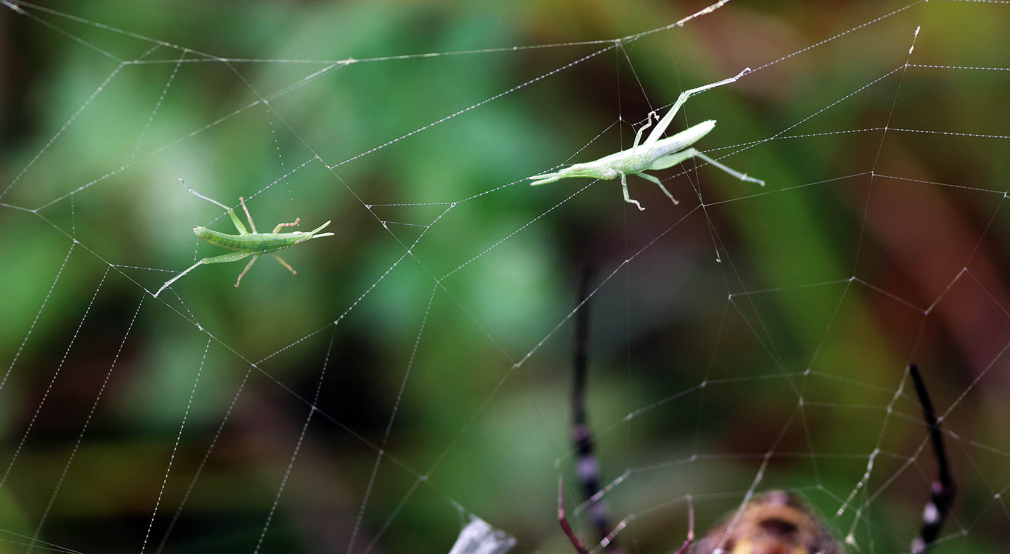 Pentax K-S2 + Pentax smc D-FA 100mm F2.8 Macro WR sample photo. Here stops the line.... photography