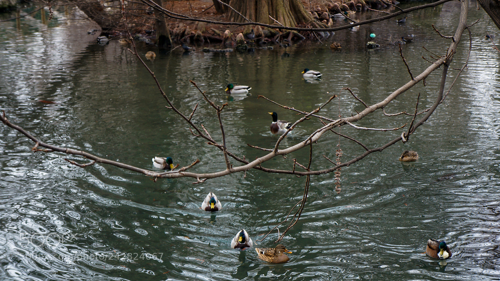 Sony Alpha NEX-5N sample photo. Mother nature photography