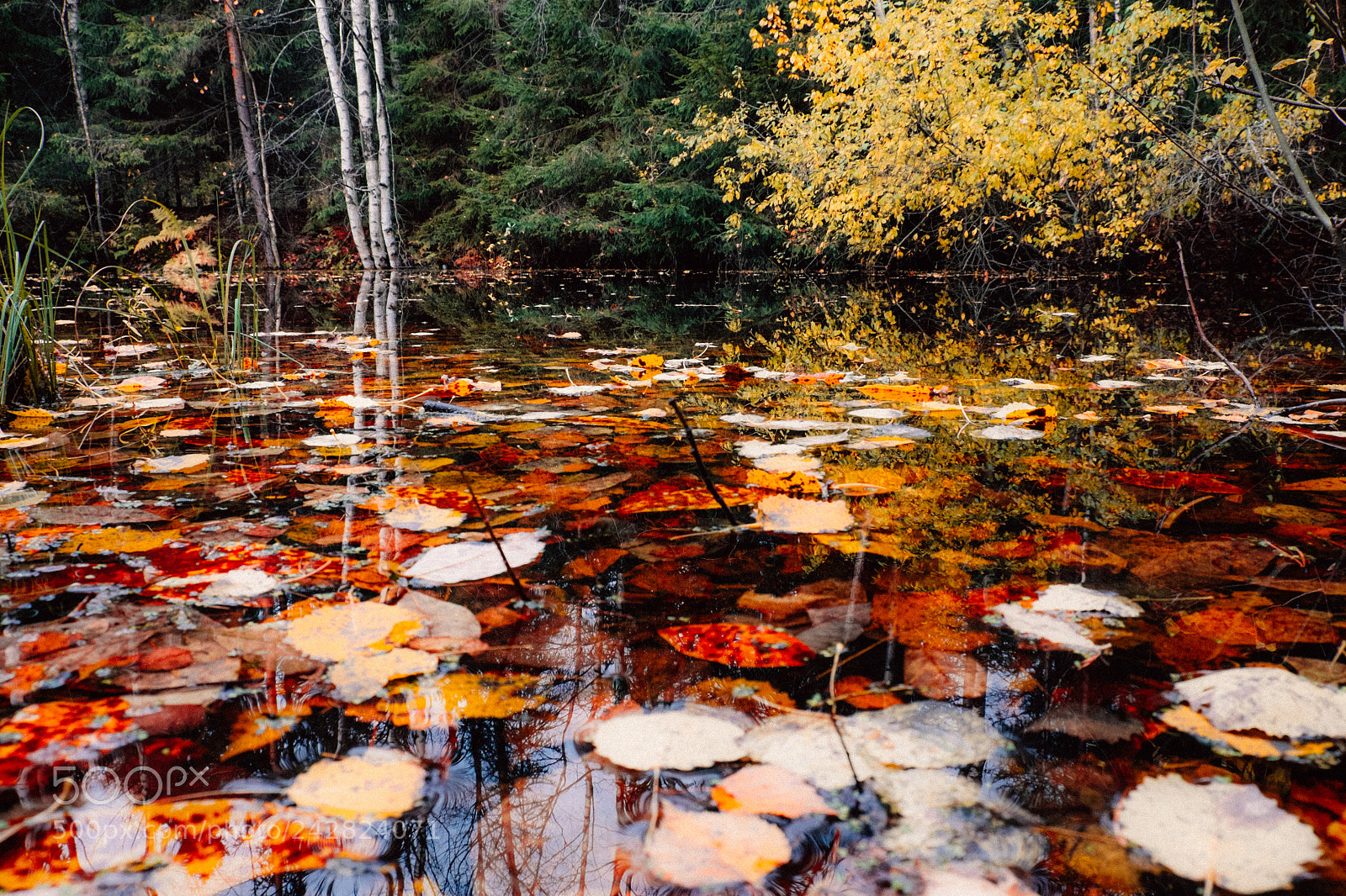 Fujifilm X-T1 sample photo. Pond photography