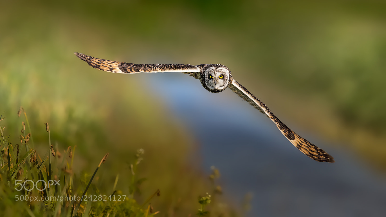 Canon EOS-1D X sample photo. Short-eared owl photography