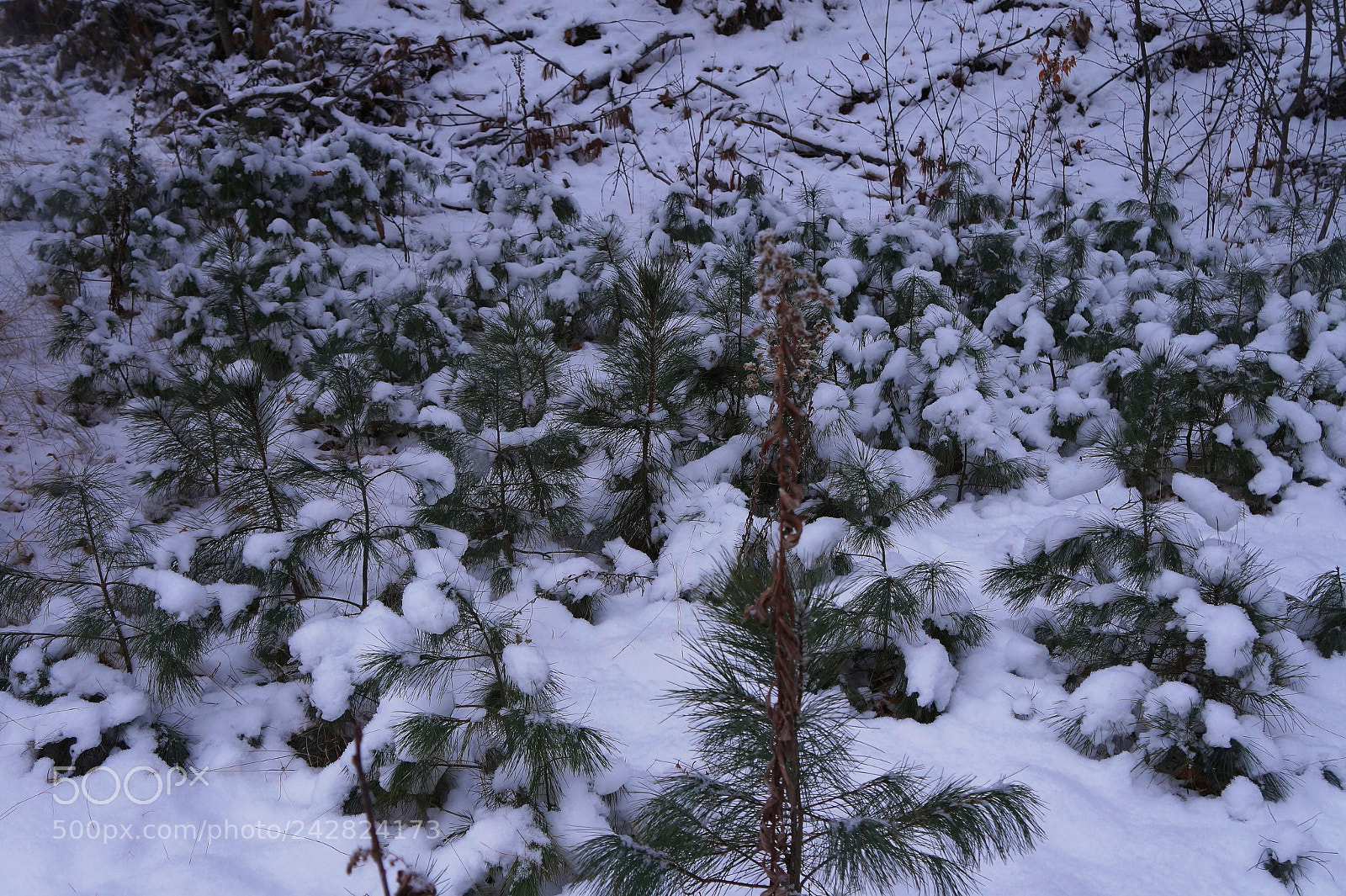 Sony Alpha a3000 sample photo. Untitled photography