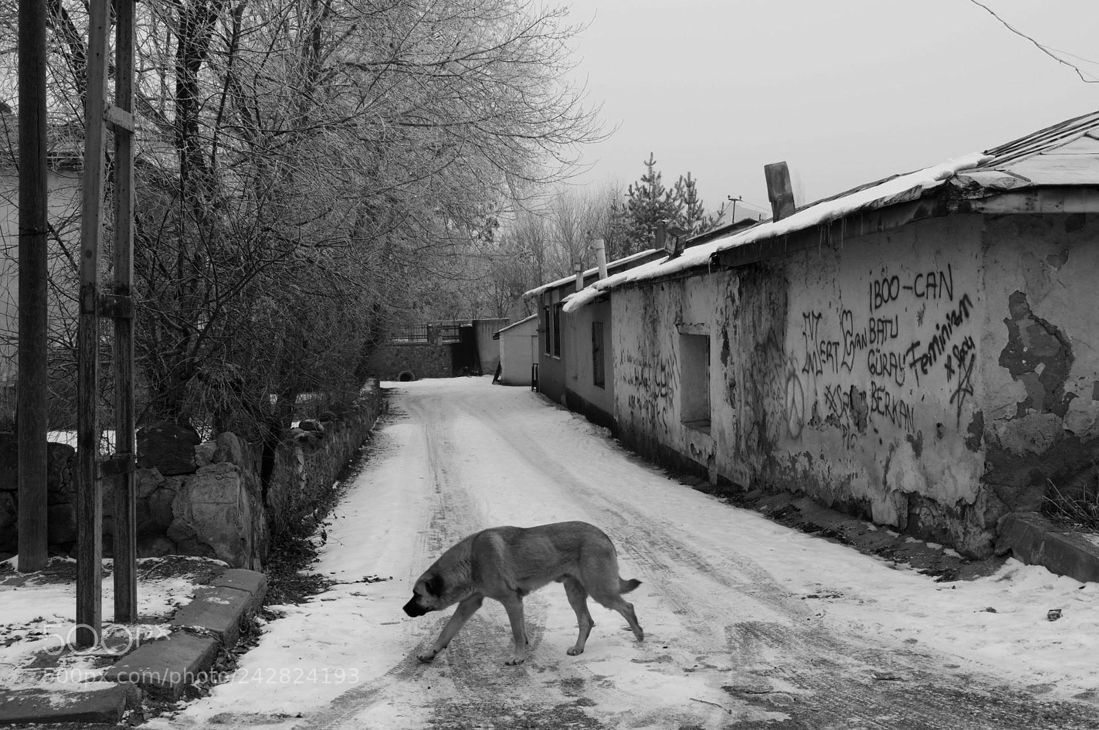 Olympus OM-D E-M1 Mark II sample photo. Street and dog photography