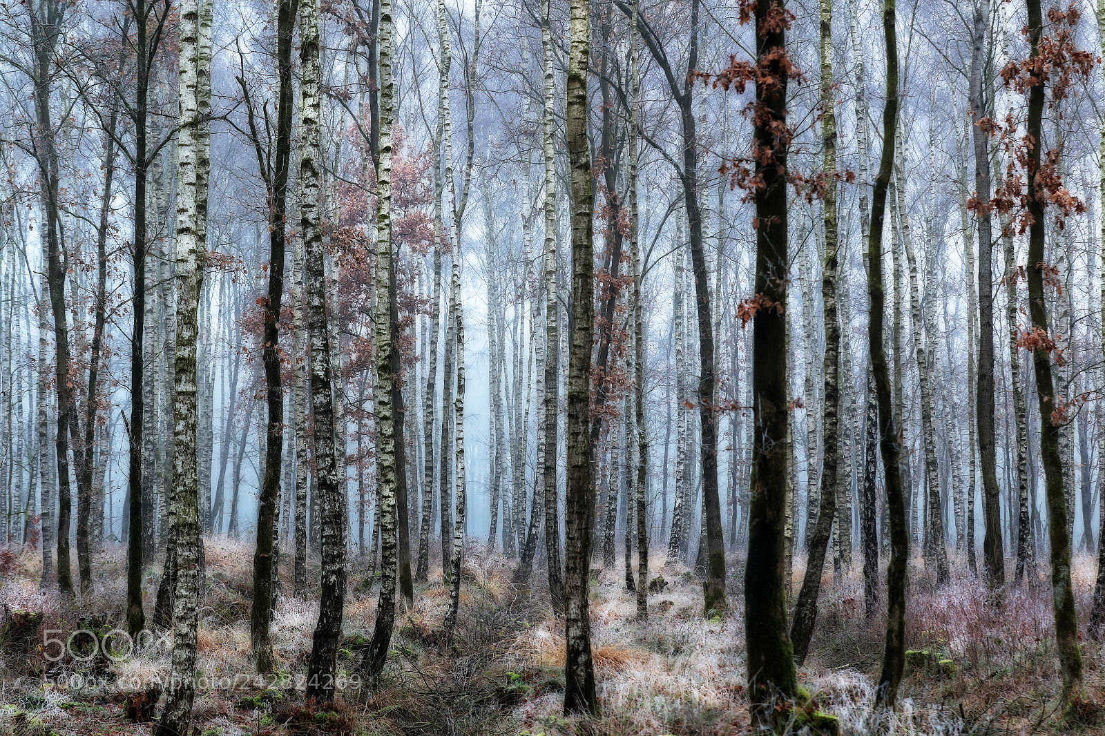 Canon EOS 7D Mark II sample photo. Winter morning in birch photography