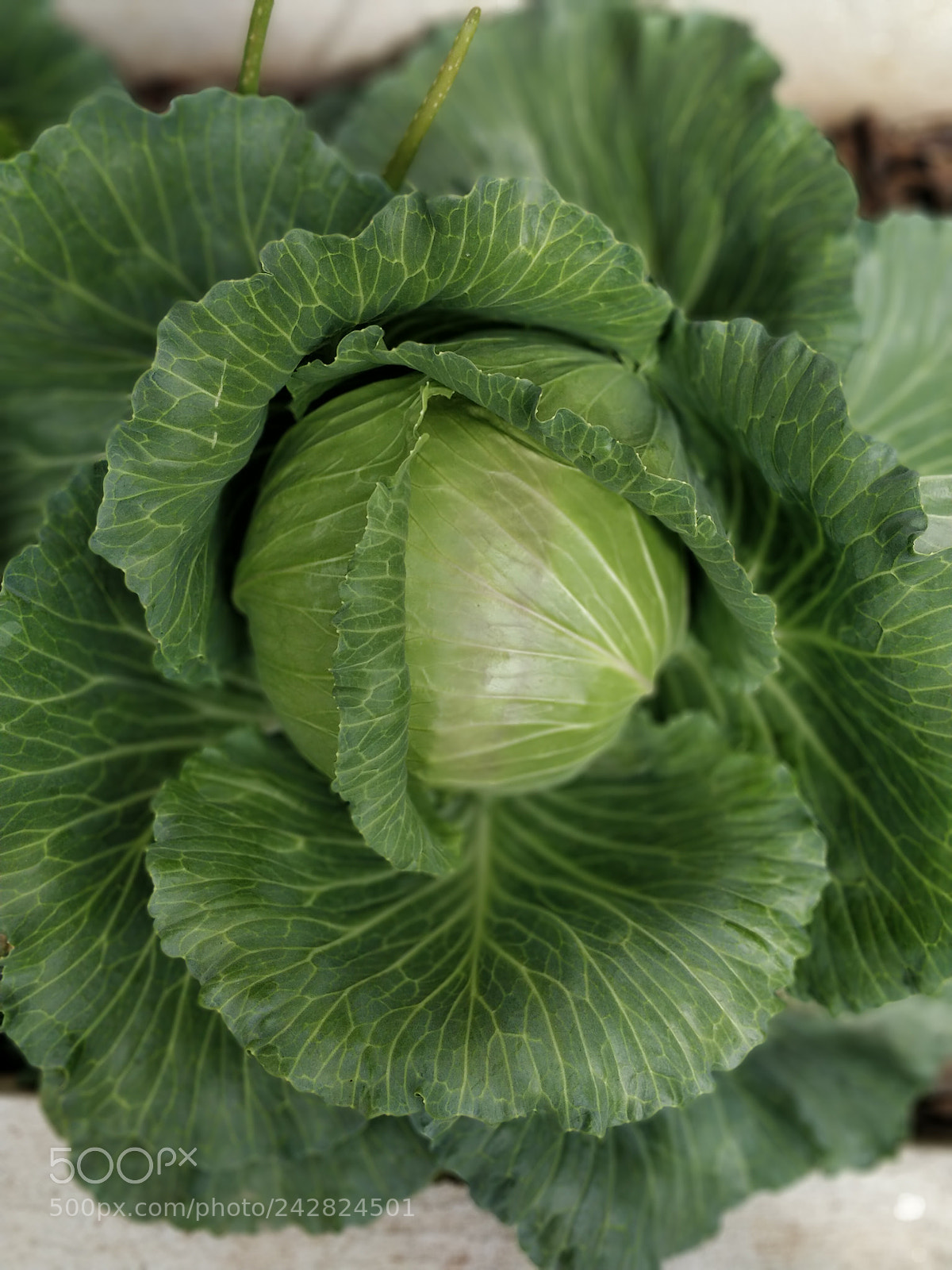 OnePlus 5 sample photo. Home cabbage photography