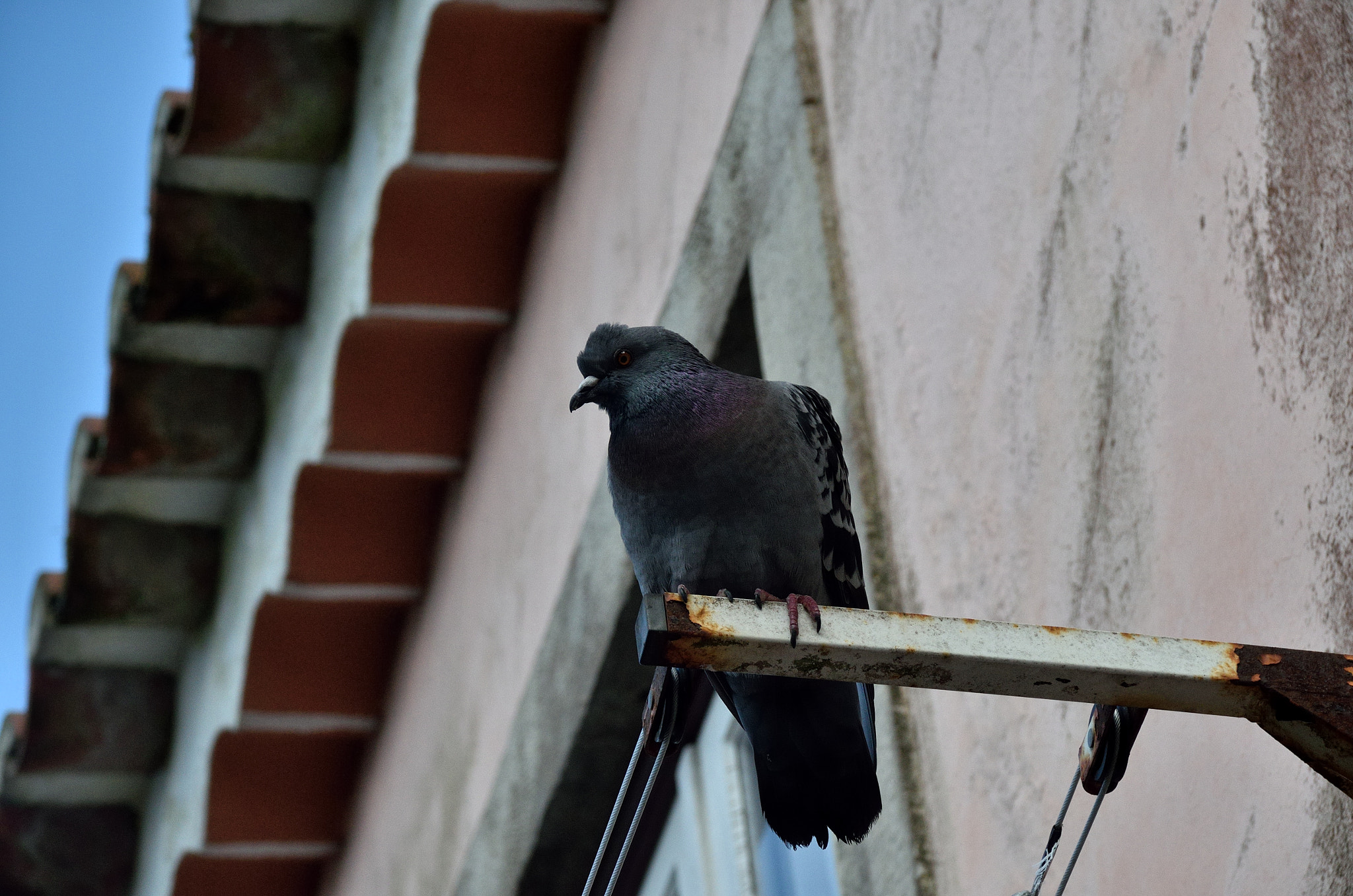 Nikon D7000 + Sigma 18-125mm F3.8-5.6 DC HSM sample photo. Pigeon from sintra photography