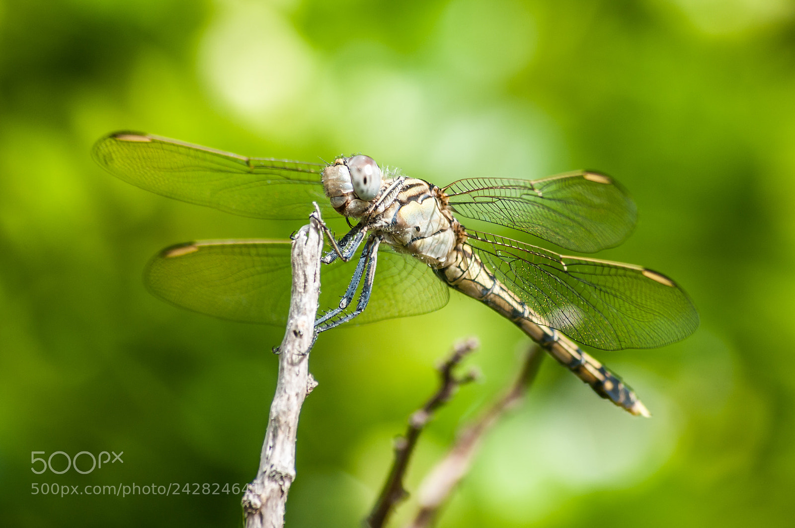 Pentax K-7 sample photo. Dragonfly photography