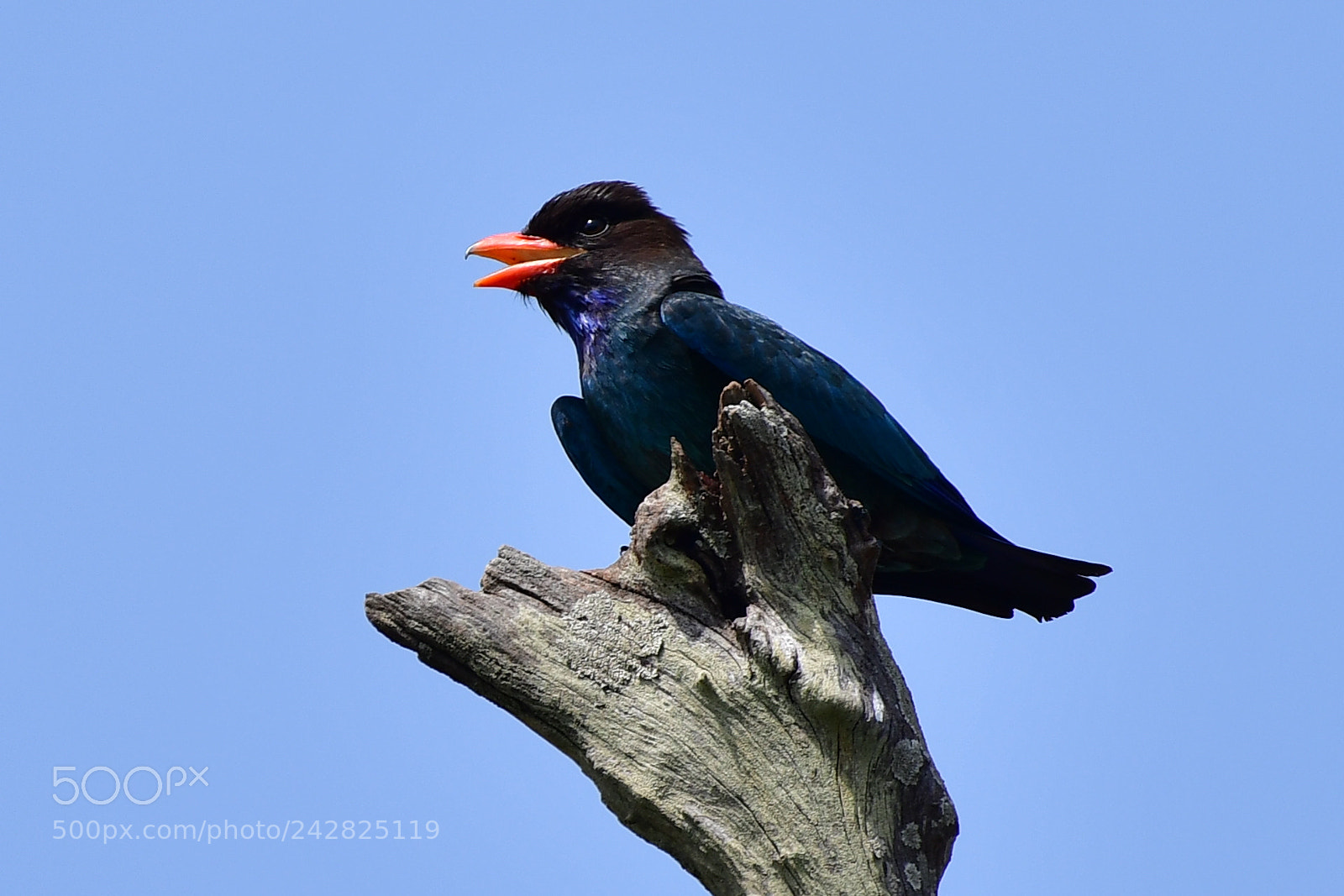 Nikon AF-S Nikkor 200-500mm F5.6E ED VR sample photo. My name is dollar photography