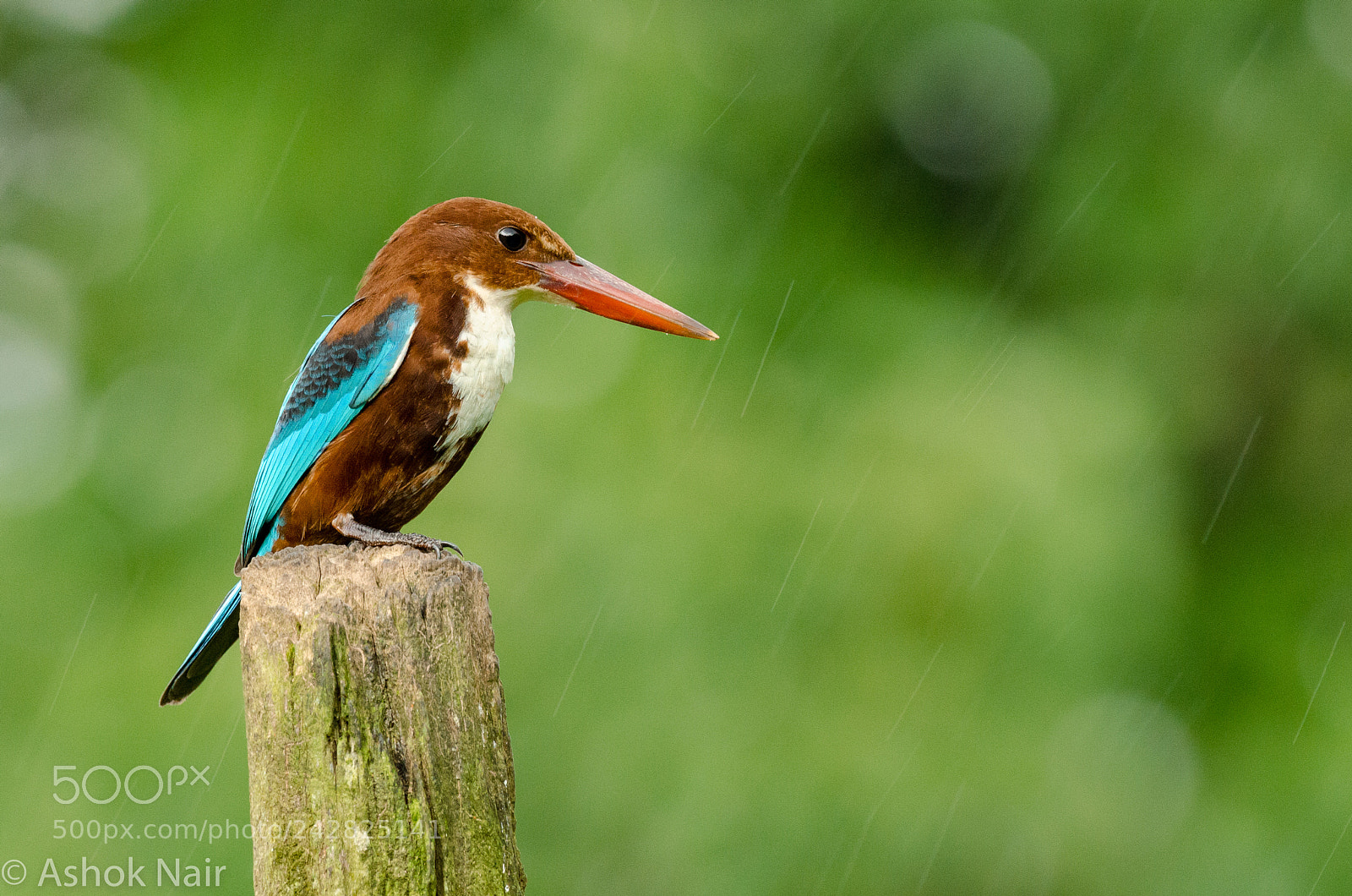 Nikon D5100 sample photo. Whitebreasted kingfisher photography