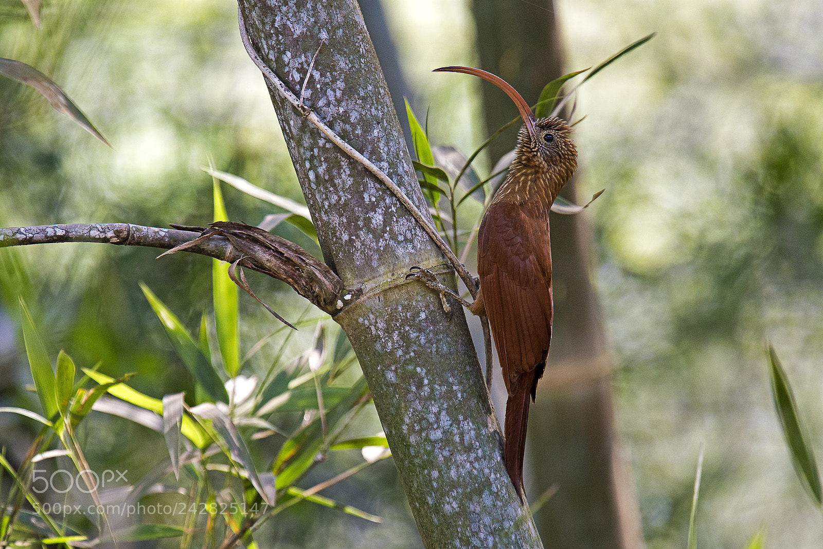 Nikon D810 sample photo. Red-billed scythebill photography