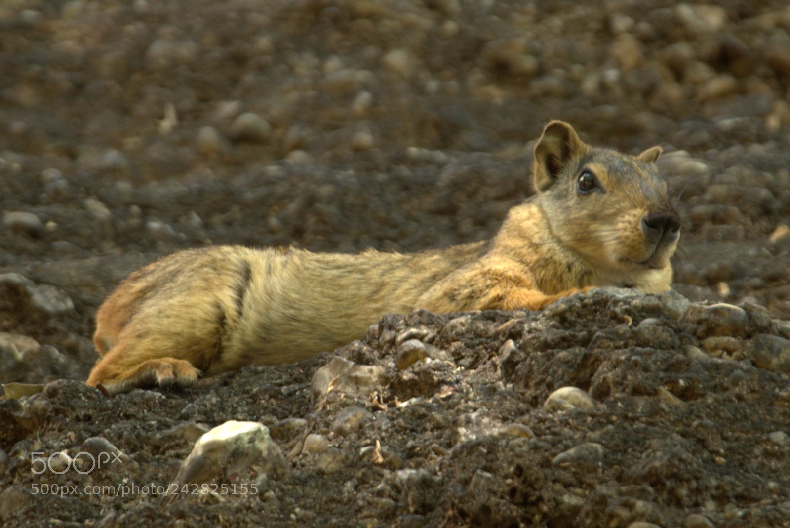 Nikon D5100 sample photo. Mocó (kerodon rupestris) photography