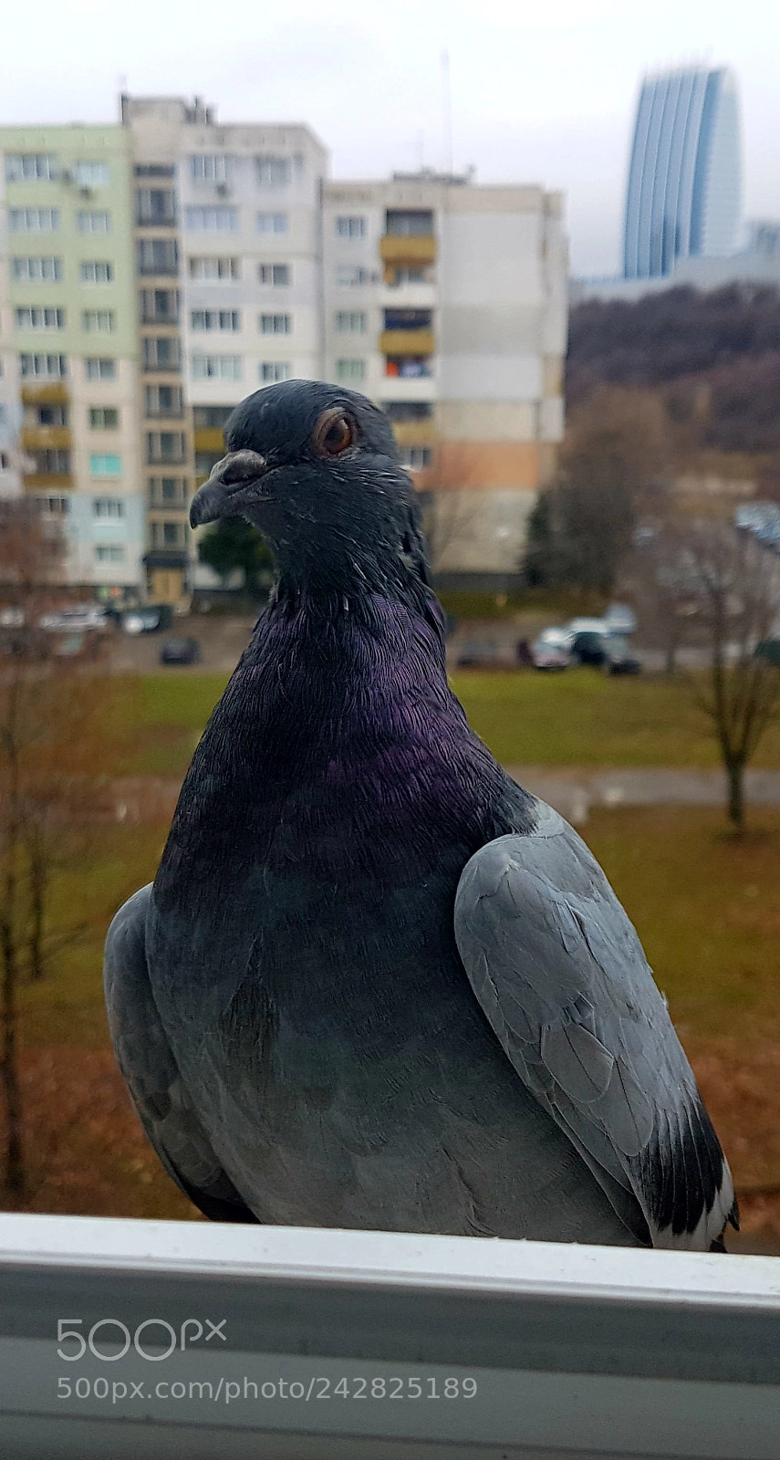Samsung Galaxy S7 Edge sample photo. Untitled photography