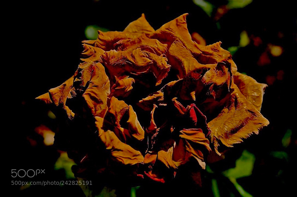 Nikon D40 sample photo. “dry beauty” photography