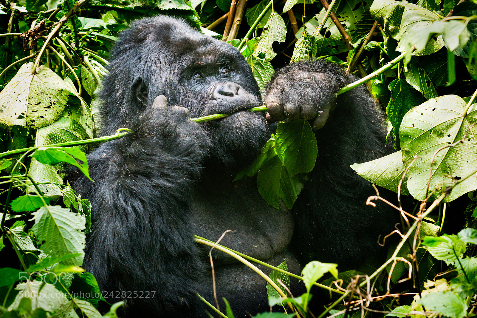 Sony ILCA-77M2 sample photo. Alpha male photography