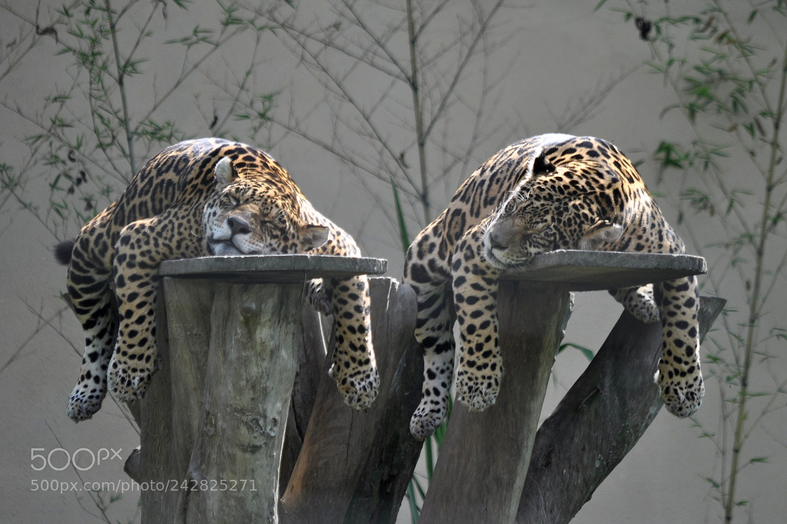Nikon D5000 sample photo. Zoo photography