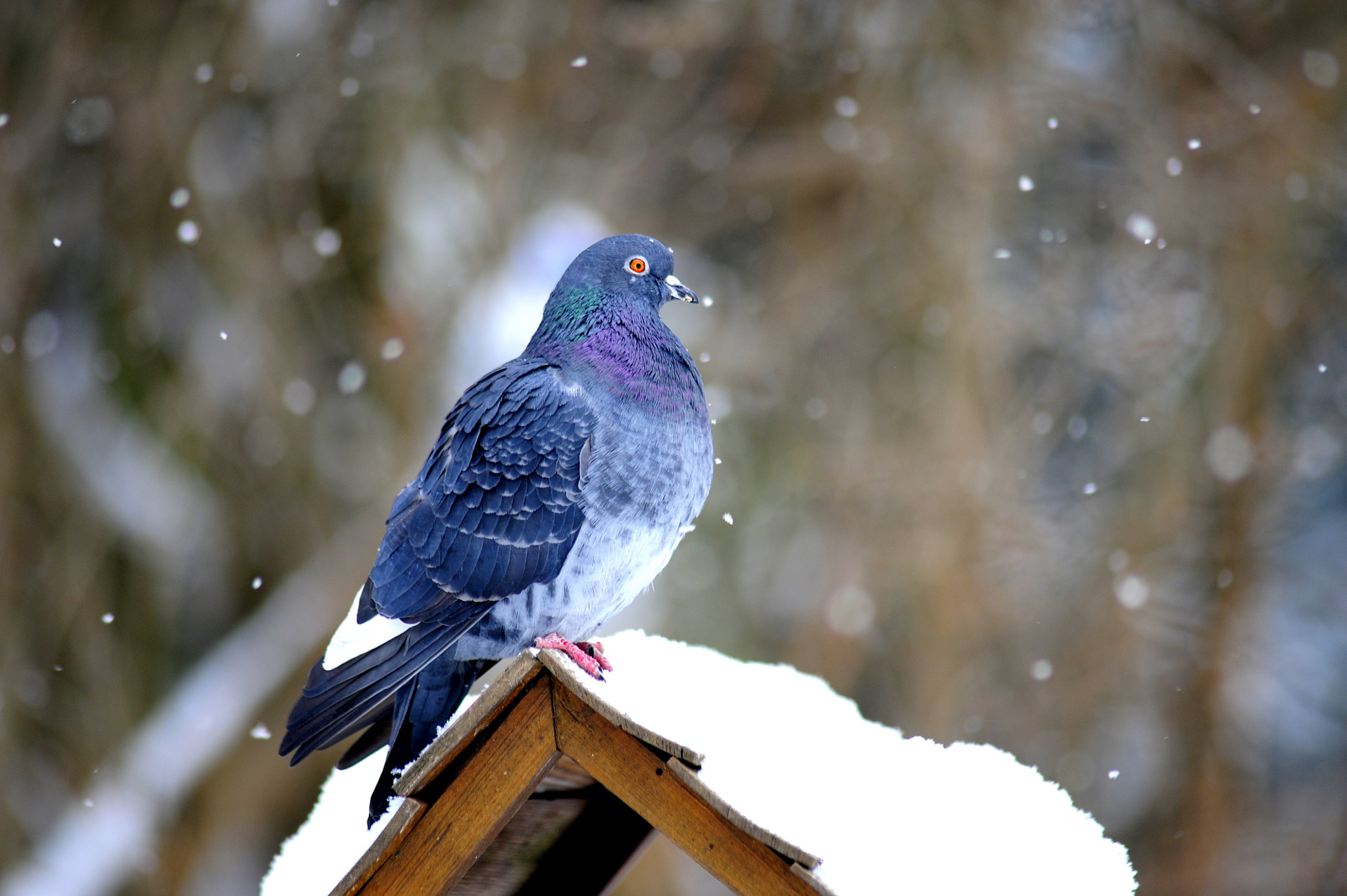 Nikon D700 + AF Nikkor 300mm f/4 IF-ED sample photo. Dc photography