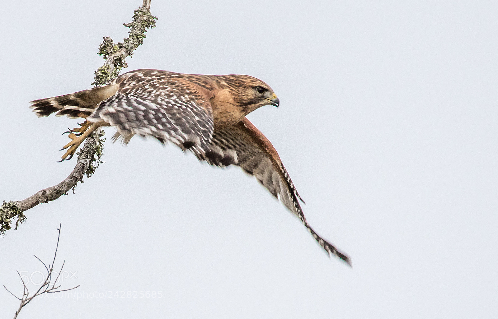 Canon EOS 7D Mark II sample photo. Hawk in flight photography
