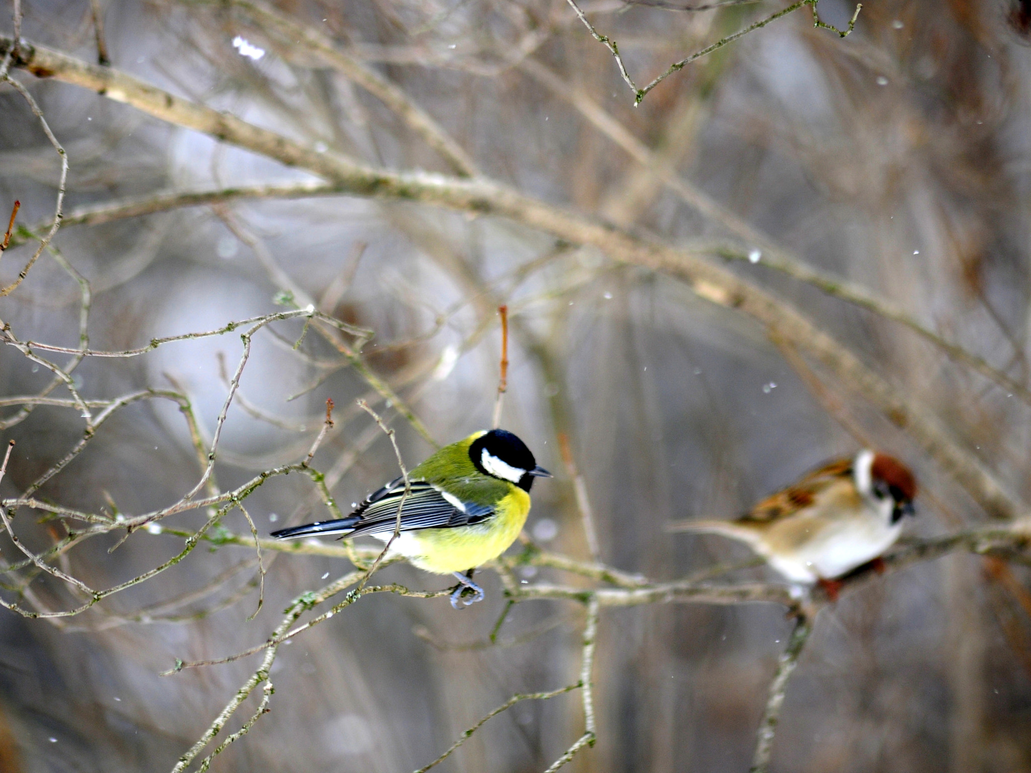 Nikon D700 + AF Nikkor 300mm f/4 IF-ED sample photo. Dc photography