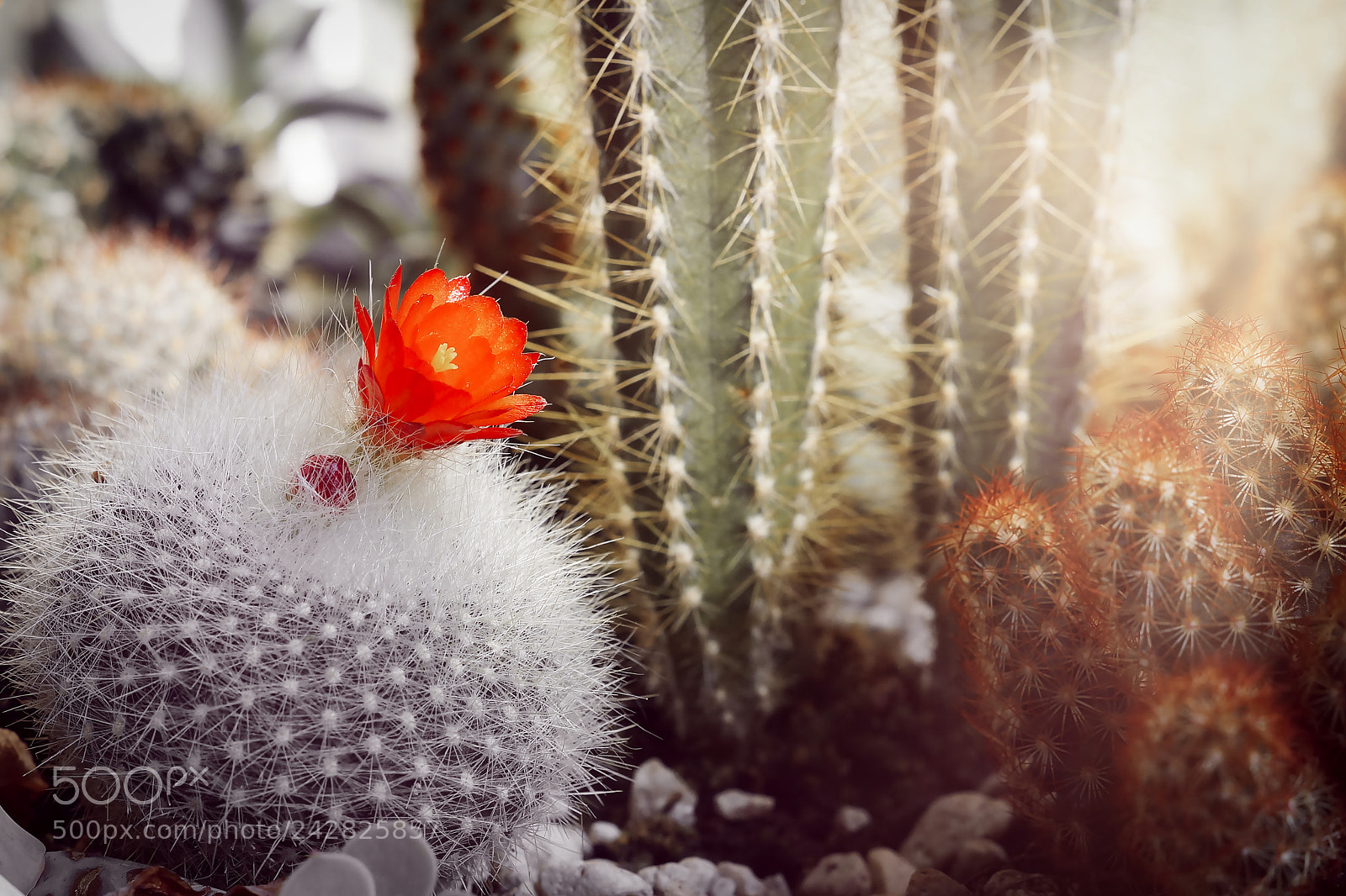 Sony SLT-A57 sample photo. Between thorns! photography