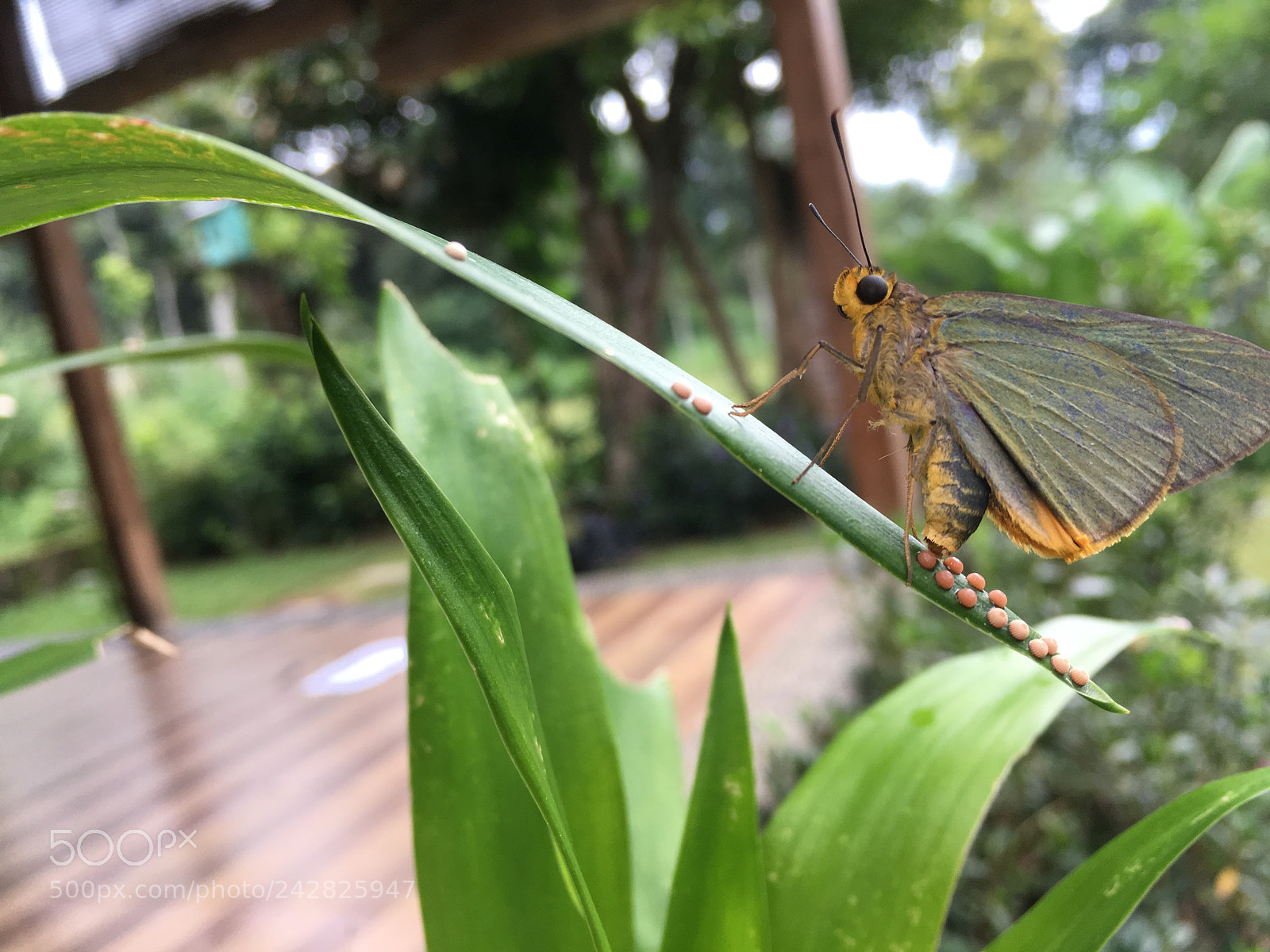 Apple iPhone SE sample photo. (there'll be) new life photography