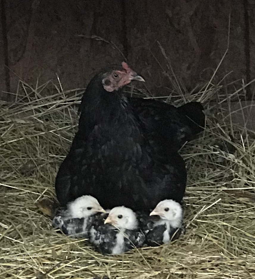 Apple iPhone 7 Plus sample photo. Seal and baby chicks photography