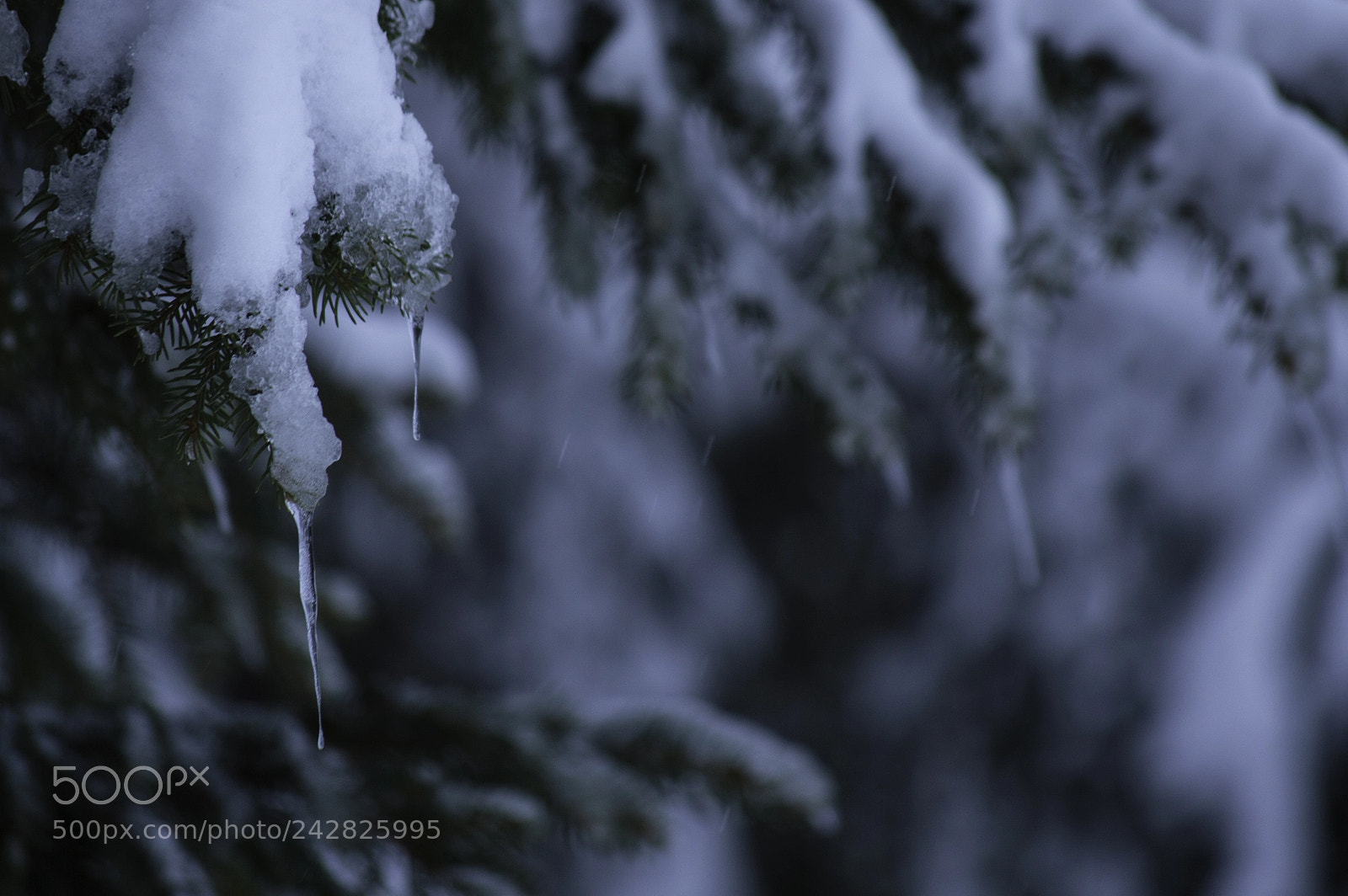Nikon D3200 sample photo. Delicate icicles photography