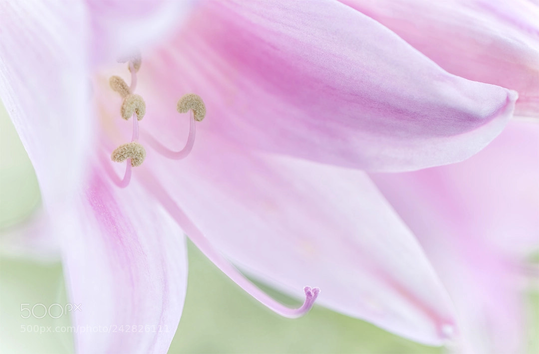 Nikon D810 sample photo. Belladonna lily photography
