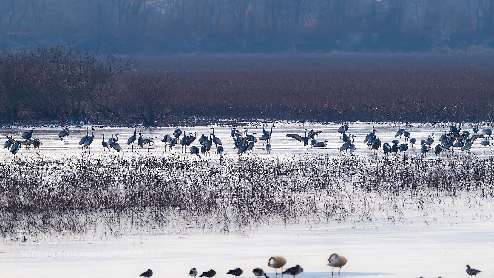 Nikon D5 sample photo. Taking a rest photography