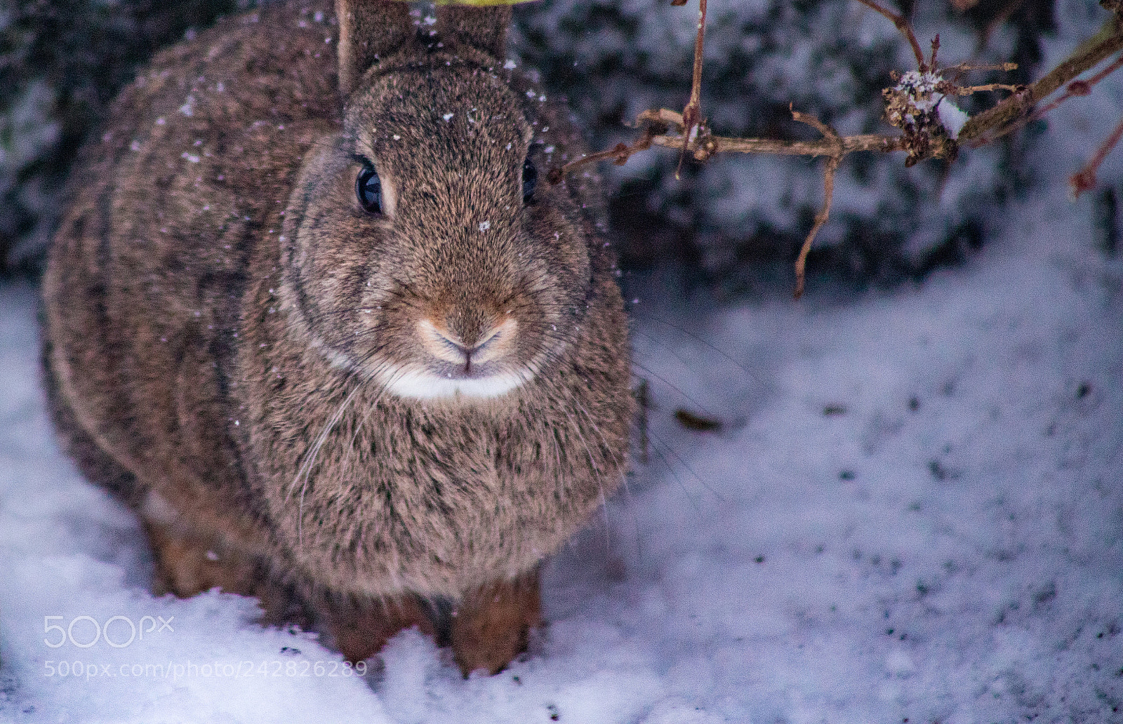 Canon EOS 6D Mark II sample photo. Winter rabbit photography