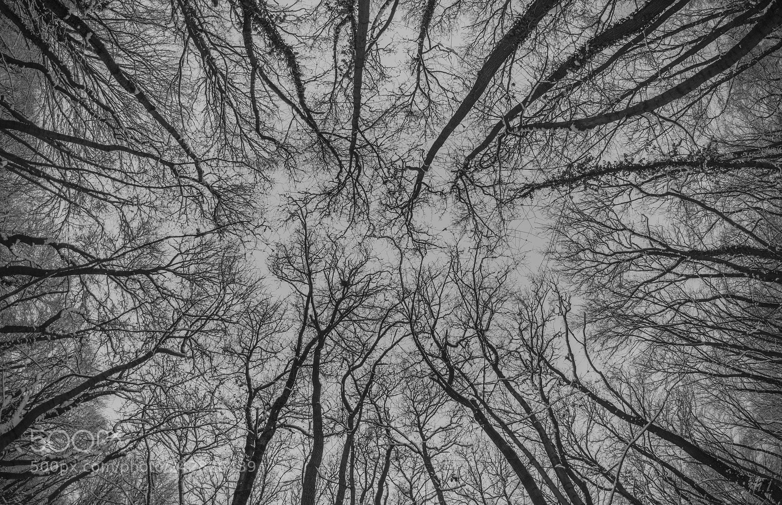 Pentax K-50 sample photo. Forest photography