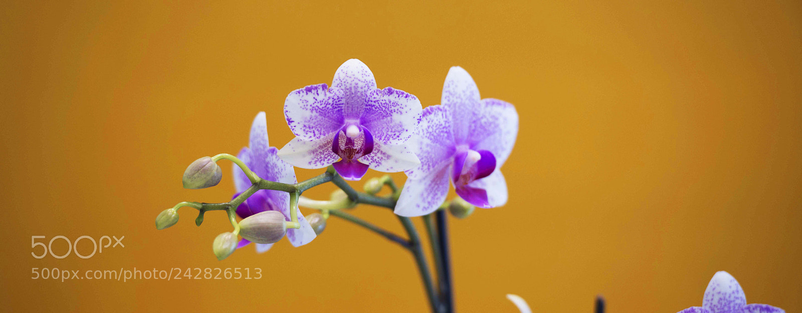 Nikon D800 sample photo. Orchidea photography