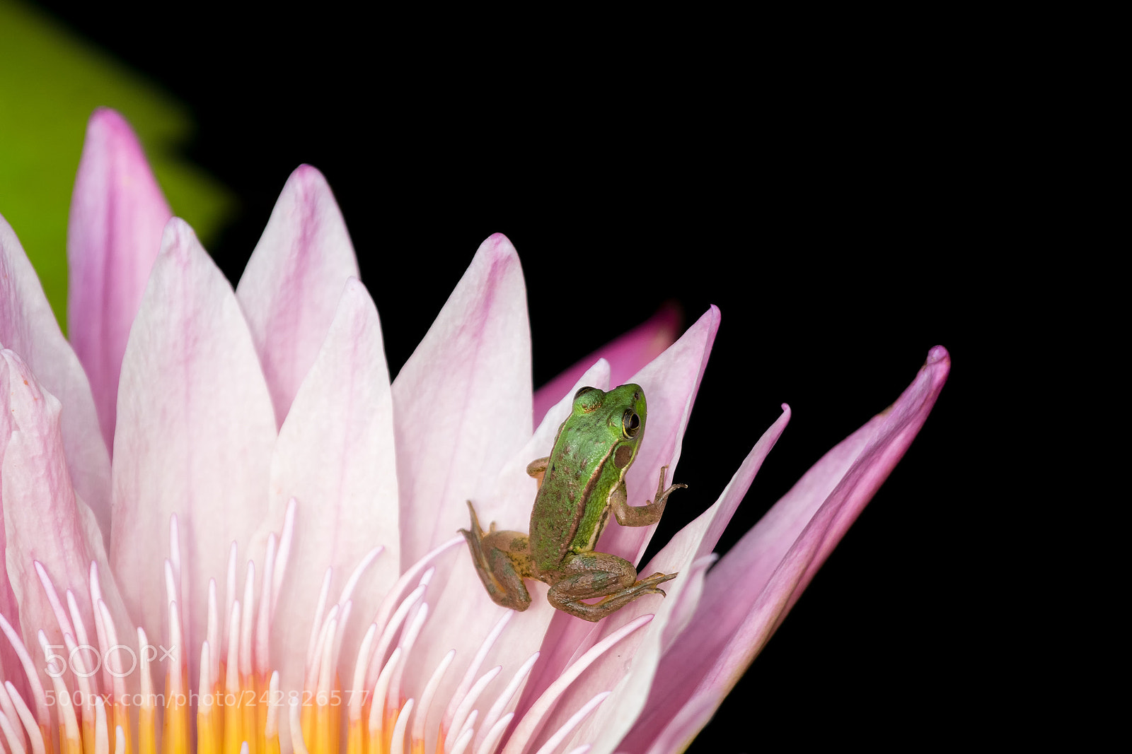 Sony a6300 sample photo. The frog on the photography