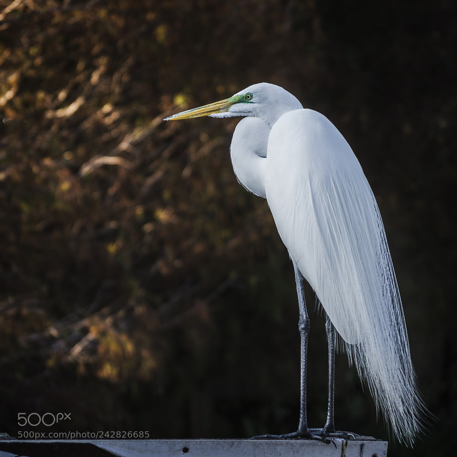 Nikon D5100 sample photo. Snowy egret photography